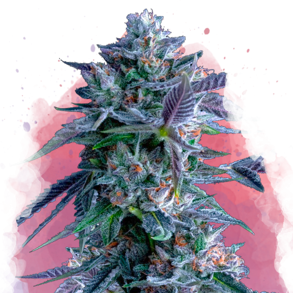 Where to Find Premium Chocolope Feminized Seeds Online