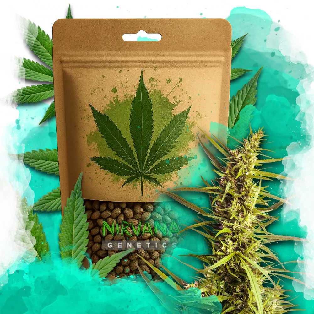 AK-48 Feminized 100 Seeds