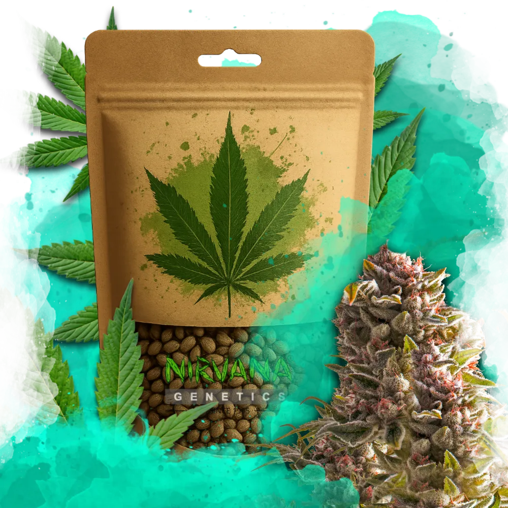 Aurora Indica Autoflower 100 Seeds