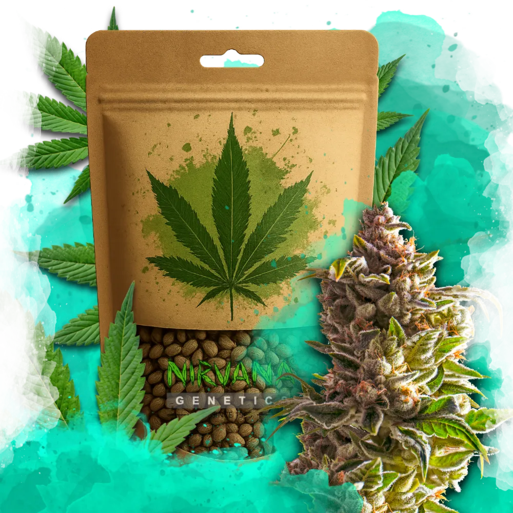 Aurora Indica Feminized 100 Seeds