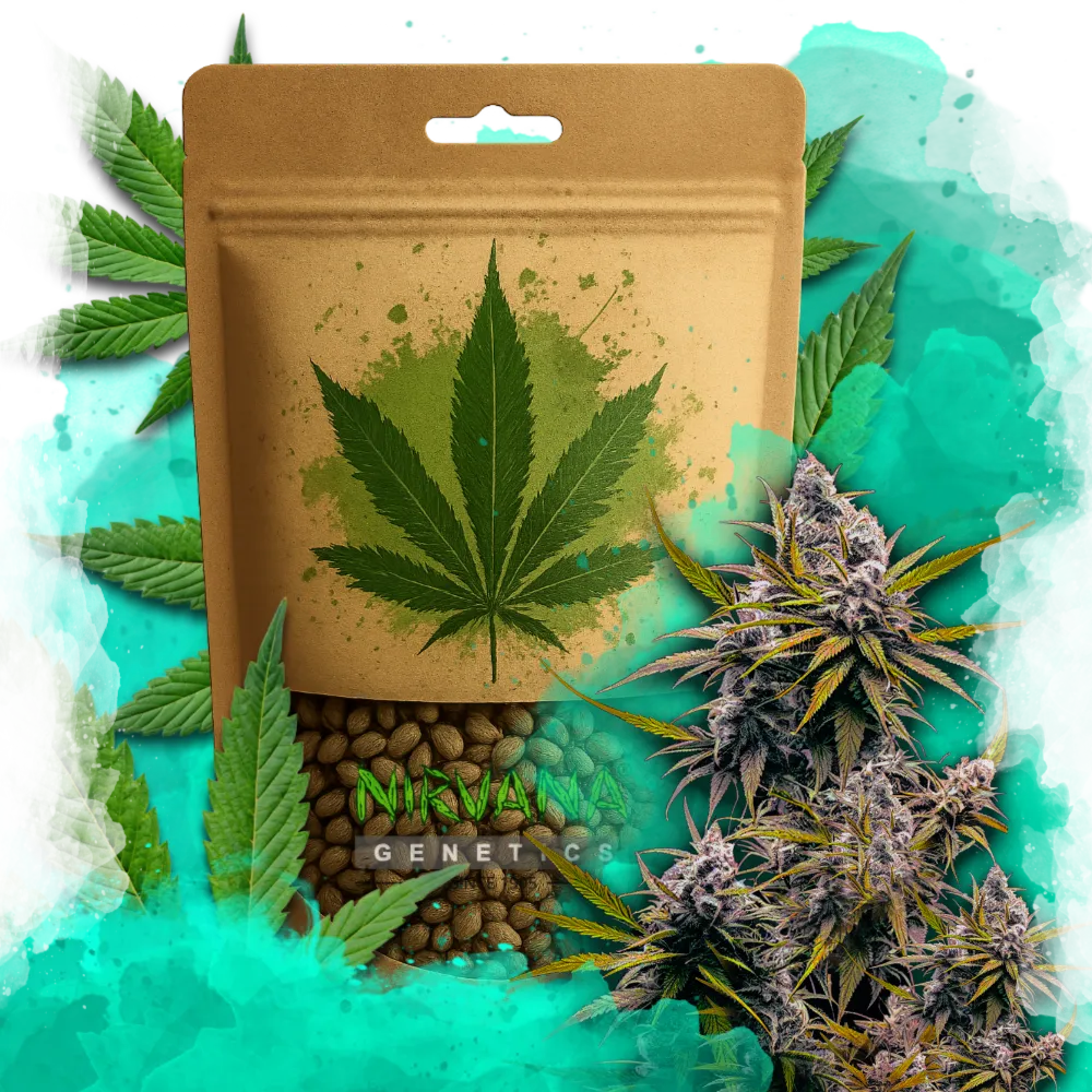 Blackjack Feminized 100 Seeds