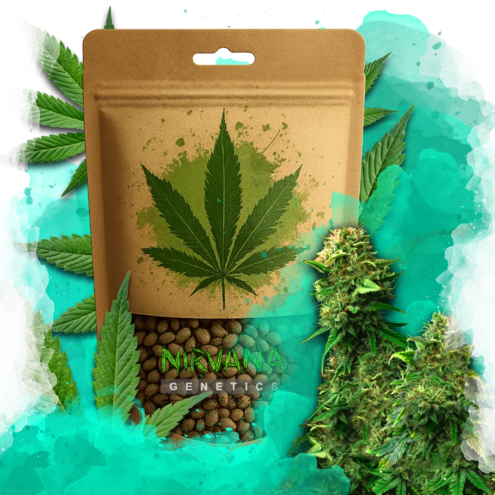 Blue Dream Feminized 100 Seeds