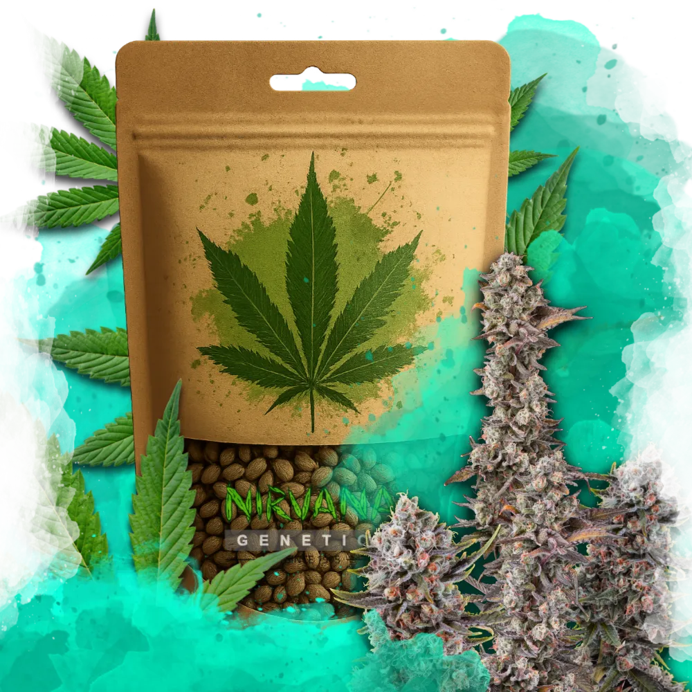 Blue Mystic Autoflower 100 Seeds