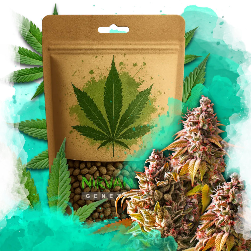 Bubble Kush Feminized 100 Seeds