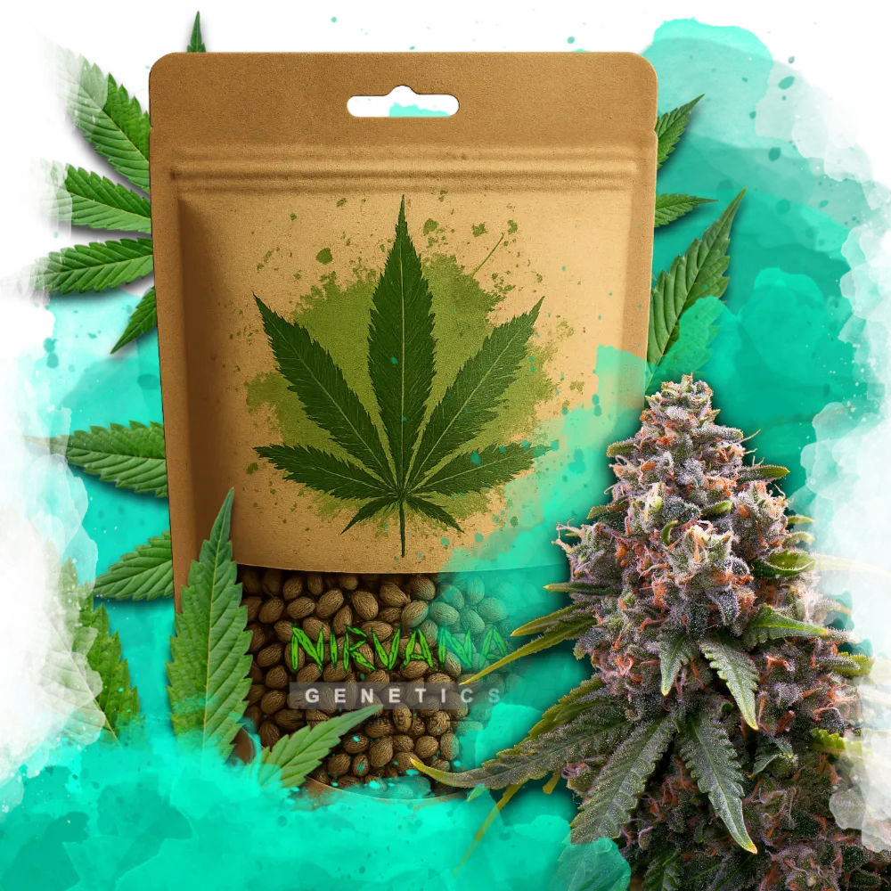 Candy Kush Feminized 100 Seeds