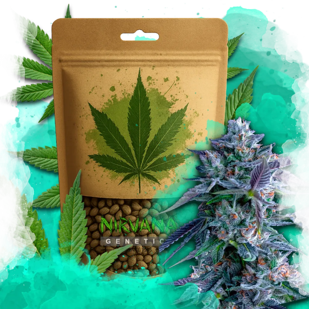 Chocolope Feminized 100 Seeds