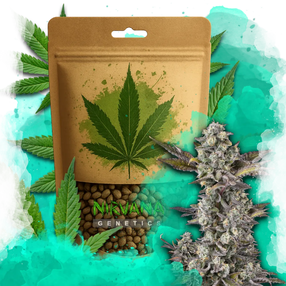 Critical Feminized 100 Seeds