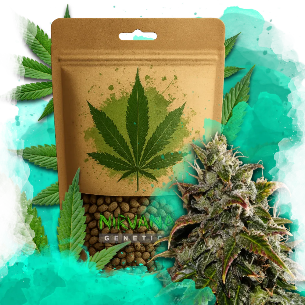 Gelato Autoflower 100 Seeds