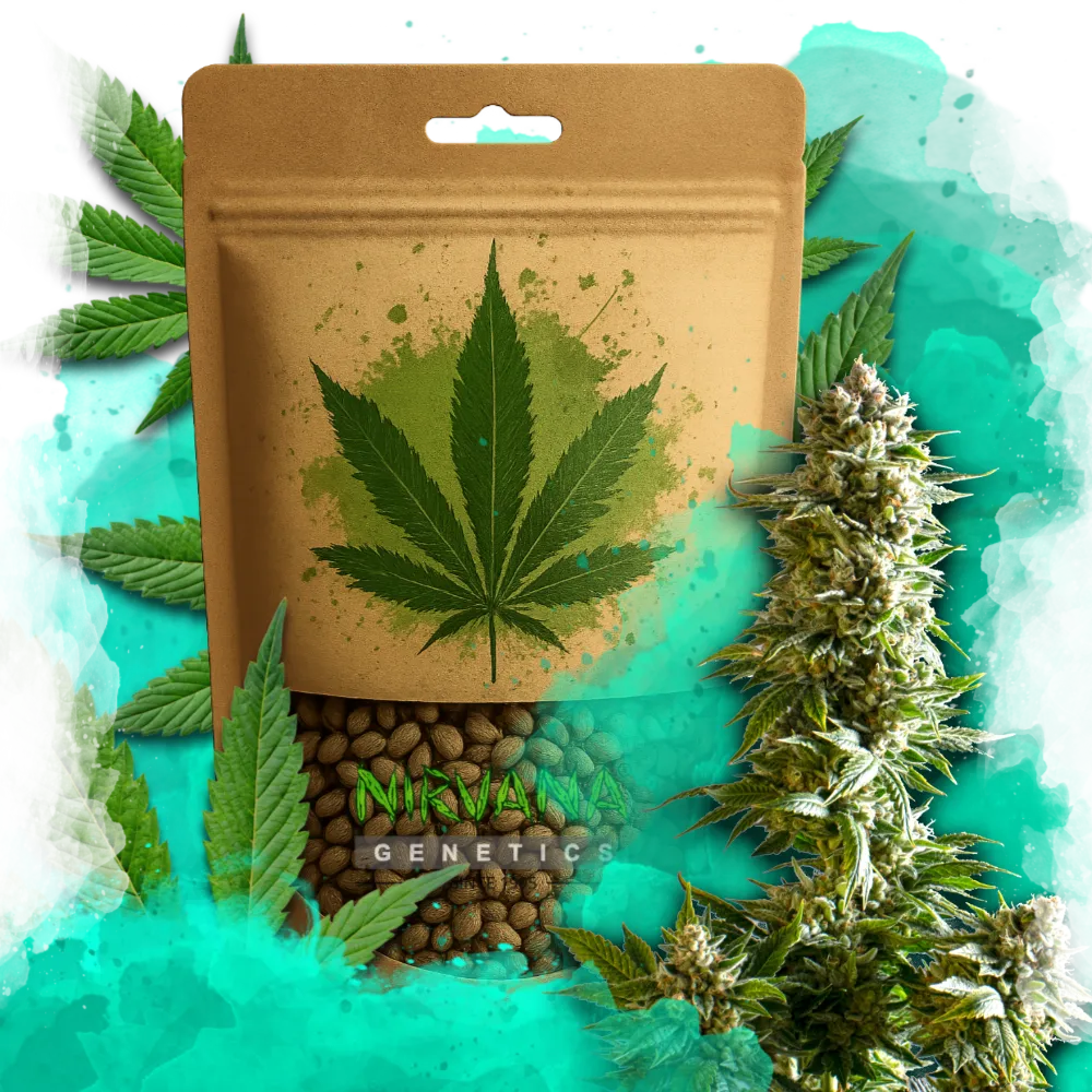 Girl Scout Cookies Autoflower 100 Seeds