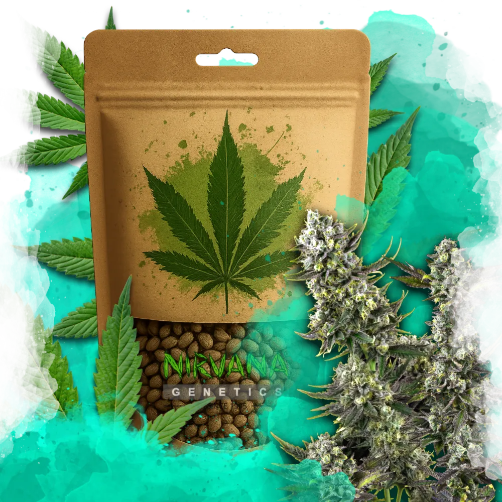 Hindu Kush Feminized 100 Seeds