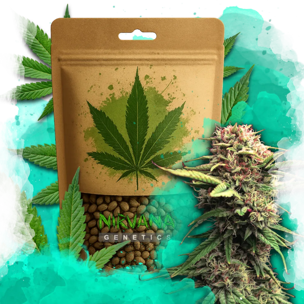 Jock Horror Feminized 100 Seeds