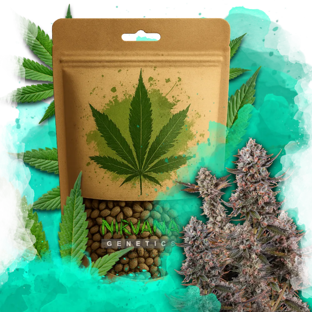 Lithium OG Kush Feminized 100 Seeds