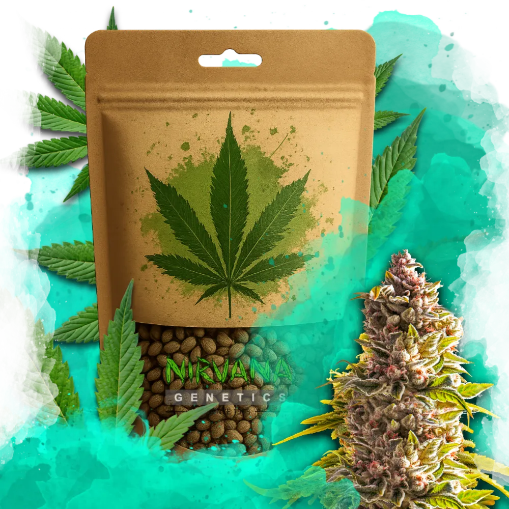 Northern Light Autoflower 100 Seeds