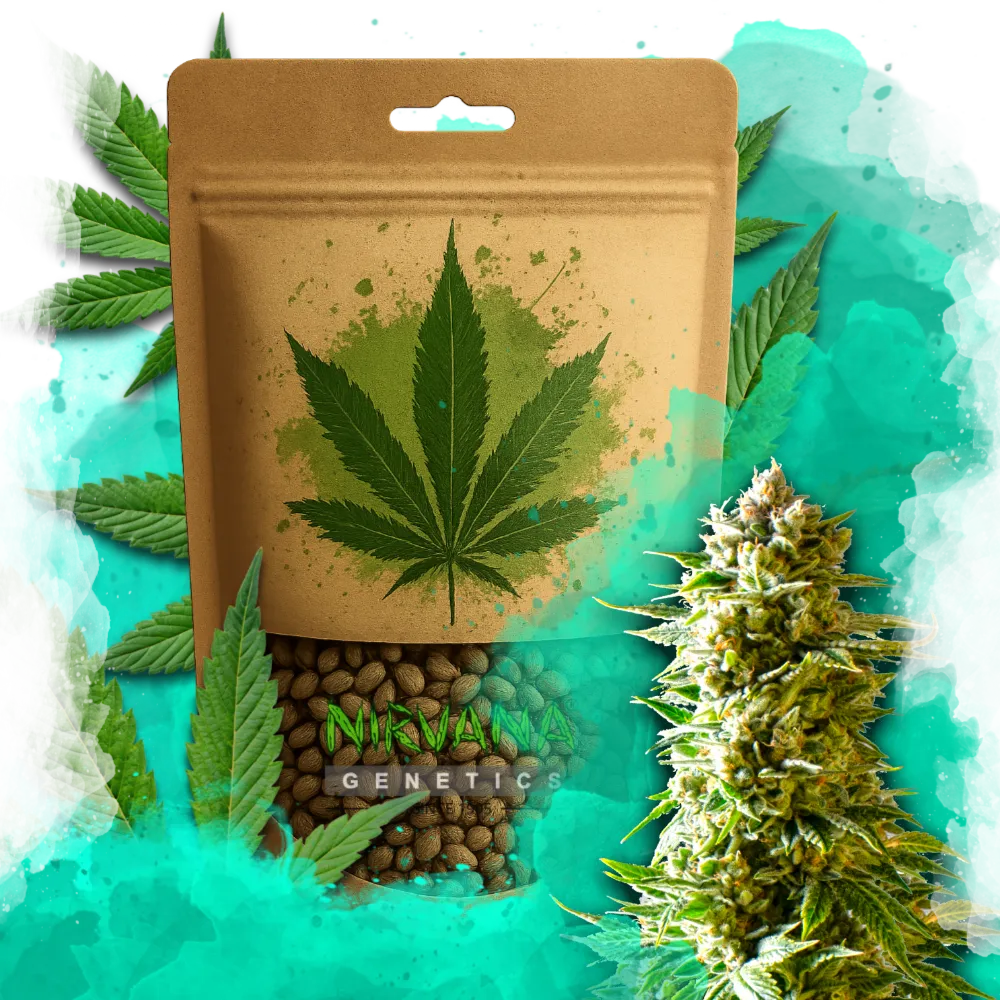 Northern Light Feminized 100 Seeds