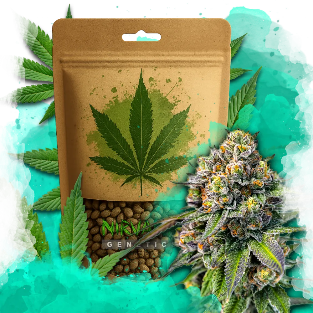 OG Kush Feminized 100 Seeds