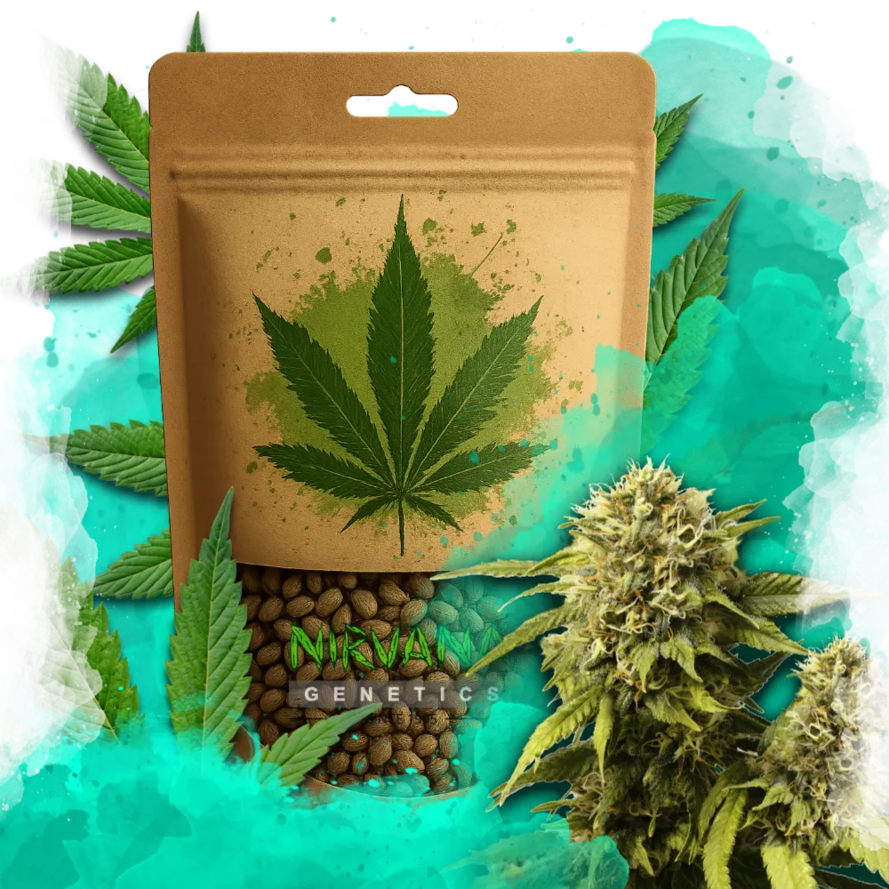 Original Glue Feminized 100 Seeds