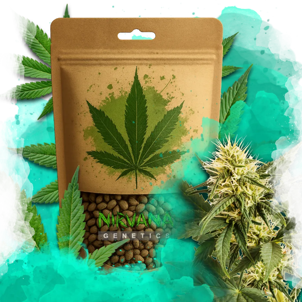 Shiskaberry Feminized 100 Seeds