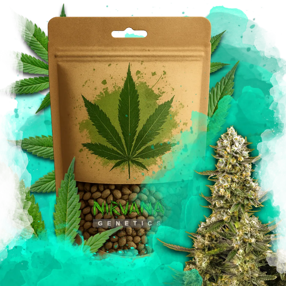 Super Silver Haze Feminized 100 Seeds