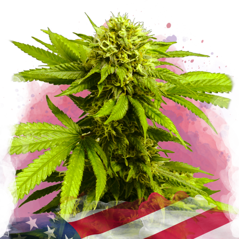 Tangie Feminized Cannabis seeds - Nirvana Shop Online Tangie Feminized Cannabis seeds - Nirvana Shop Online