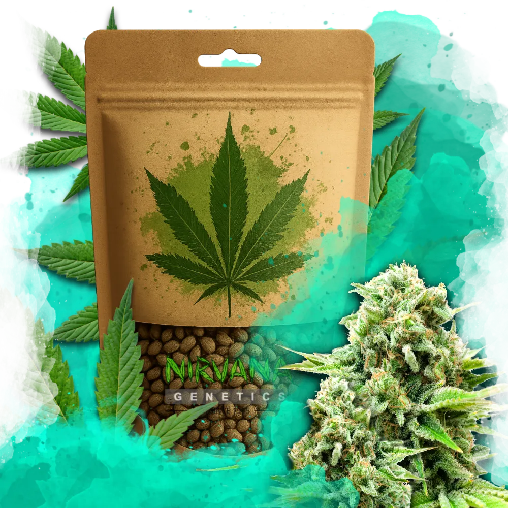 White Widow Autoflower 100 Seeds