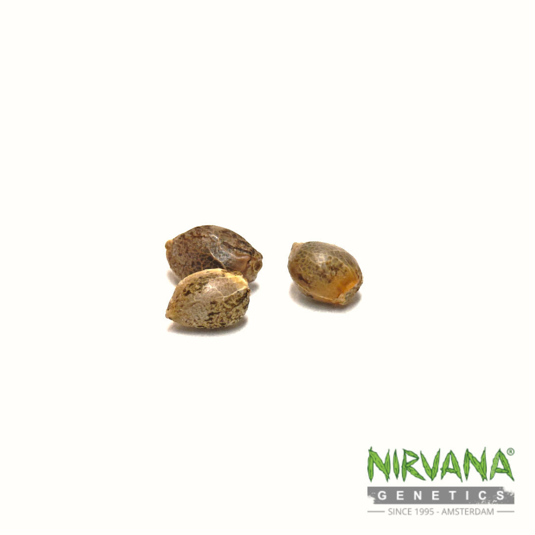 A group of Feminized Original Glue seeds, known for being a high THC strain, displayed on a white background.