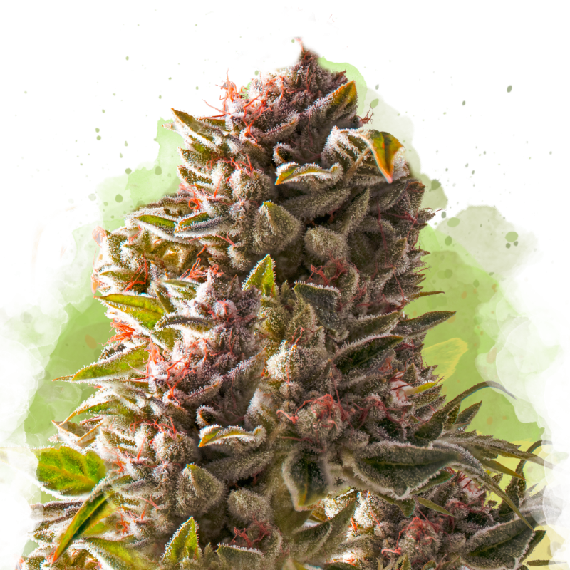 Aurora Cannabis Seeds - Growers Choice Seeds