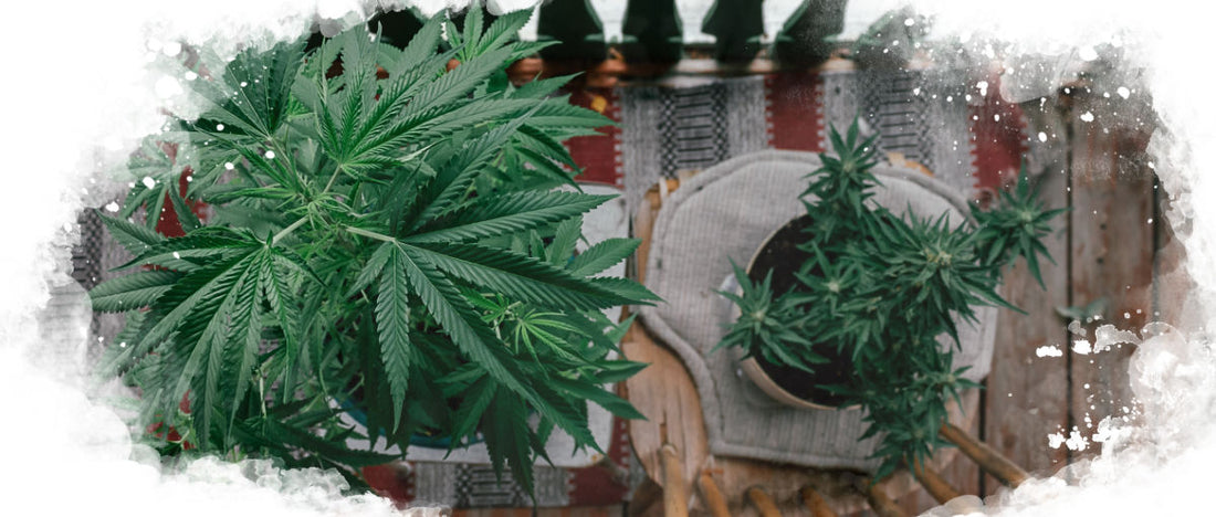 Male Cannabis Plant Vs Female: How To Identify