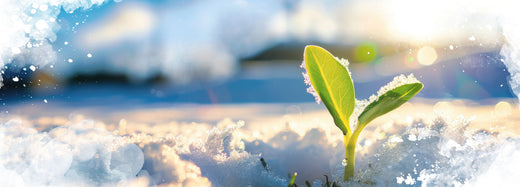 Growing Cannabis Indoors During Winter: A Comprehensive Guide