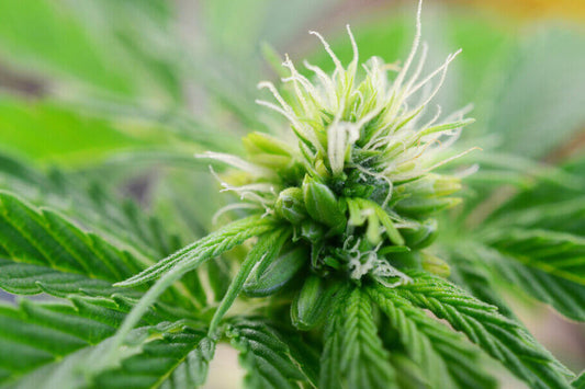 hermaphrodite cannabis plant