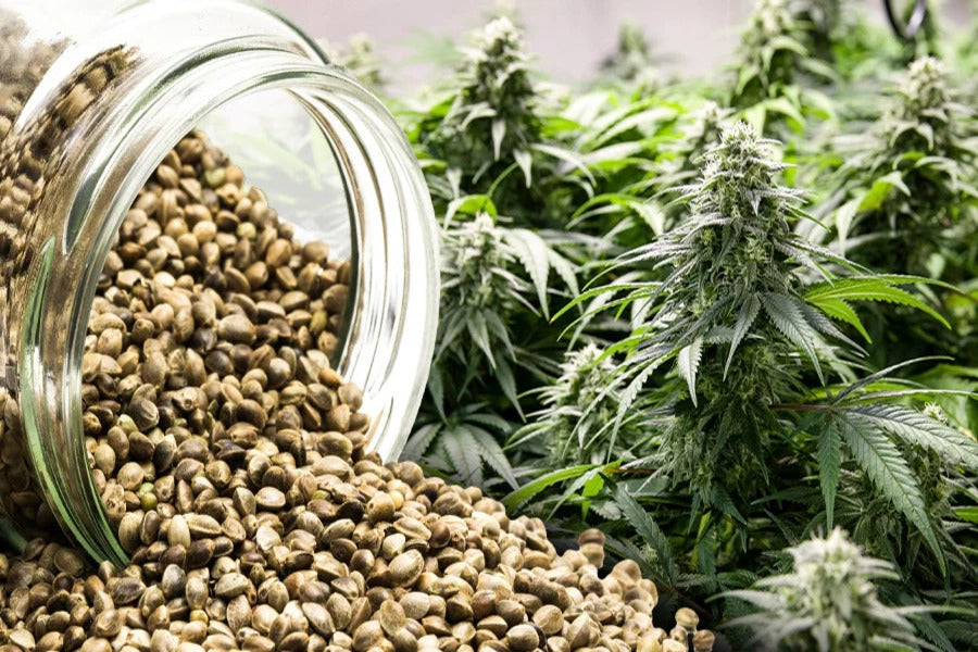 how to grow cannabis from seed