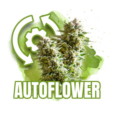 Autoflower seeds