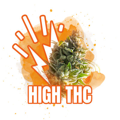 High THC