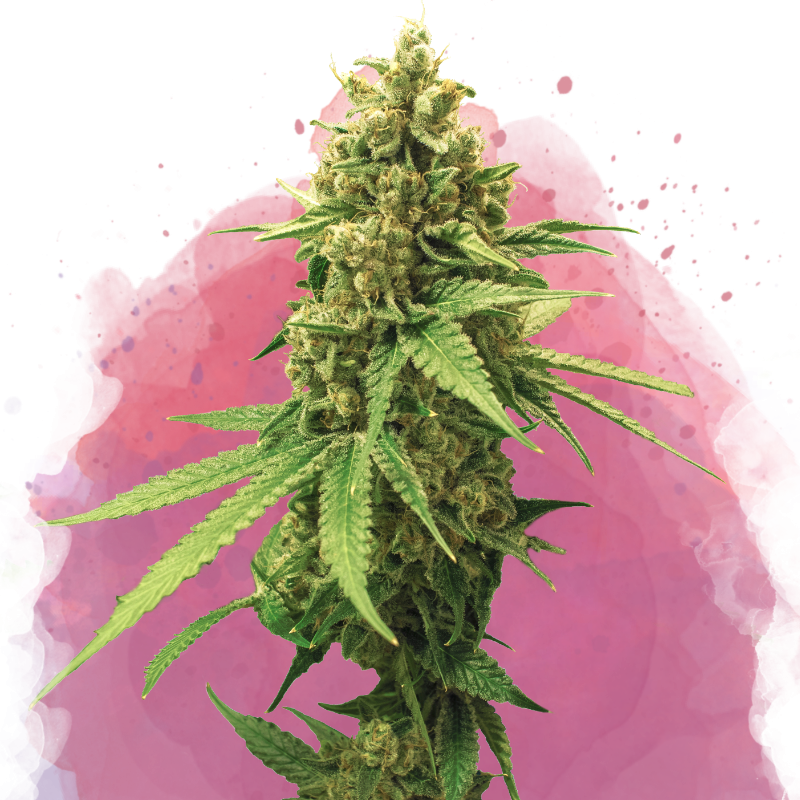 Sherbet Cookies Feminized - Nirvana Shop 