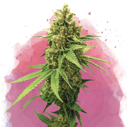 Sherbet Cookies Feminized - Nirvana Shop 