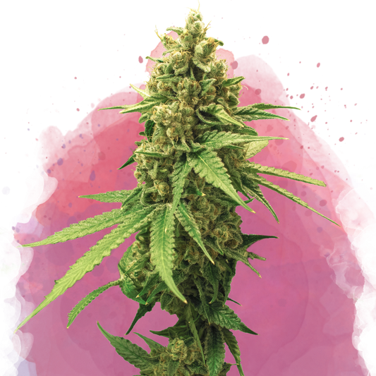 Sherbet Cookies Feminized - Nirvana Shop 