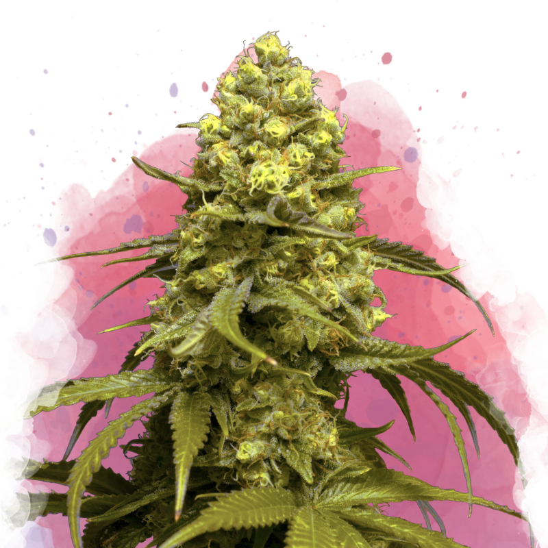 Sweet Tooth Feminized - Nirvana Shop 