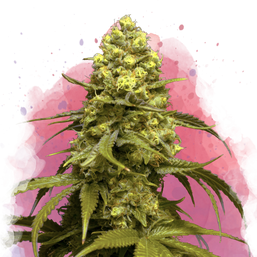 Sweet Tooth Feminized - Nirvana Shop 