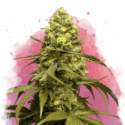 Sweet Tooth Feminized - Nirvana Shop 