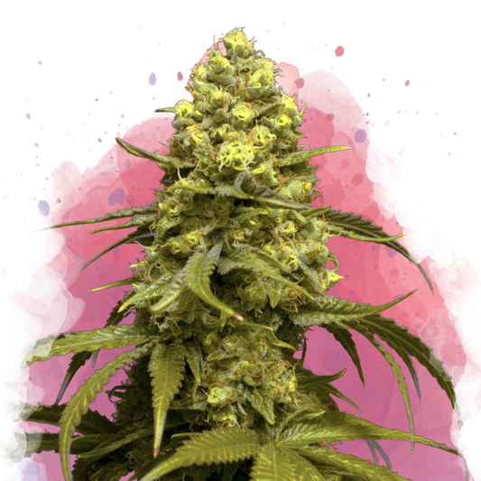 Sweet Tooth Feminized - Nirvana Shop 