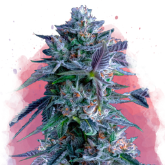 Chocolope Feminizované