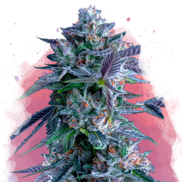 Chocolope Feminized - Nirvana Shop 