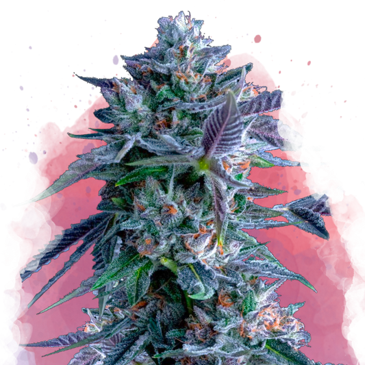 Chocolope Feminized - Nirvana Shop 