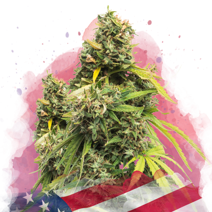 5 Alive Feminized - Nirvana Shop 