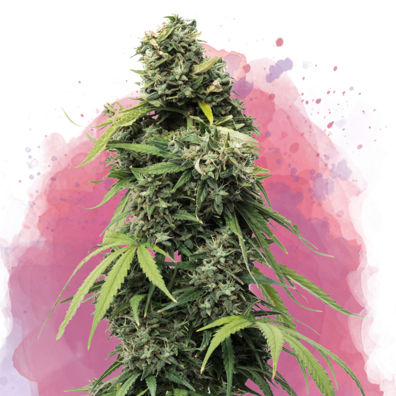 Black Widow Feminized - Nirvana Shop 