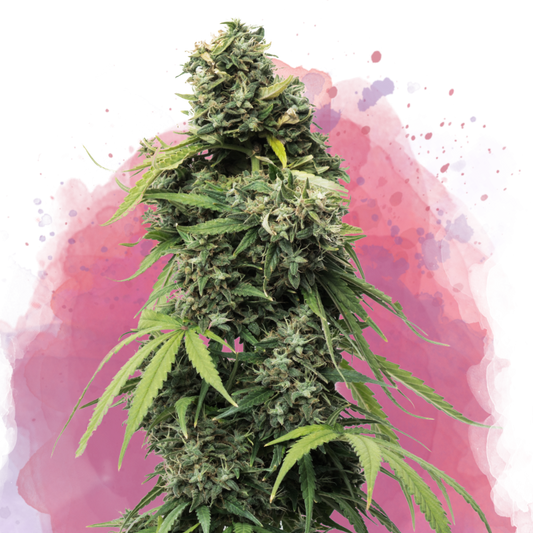 Black Widow Feminized - Nirvana Shop 