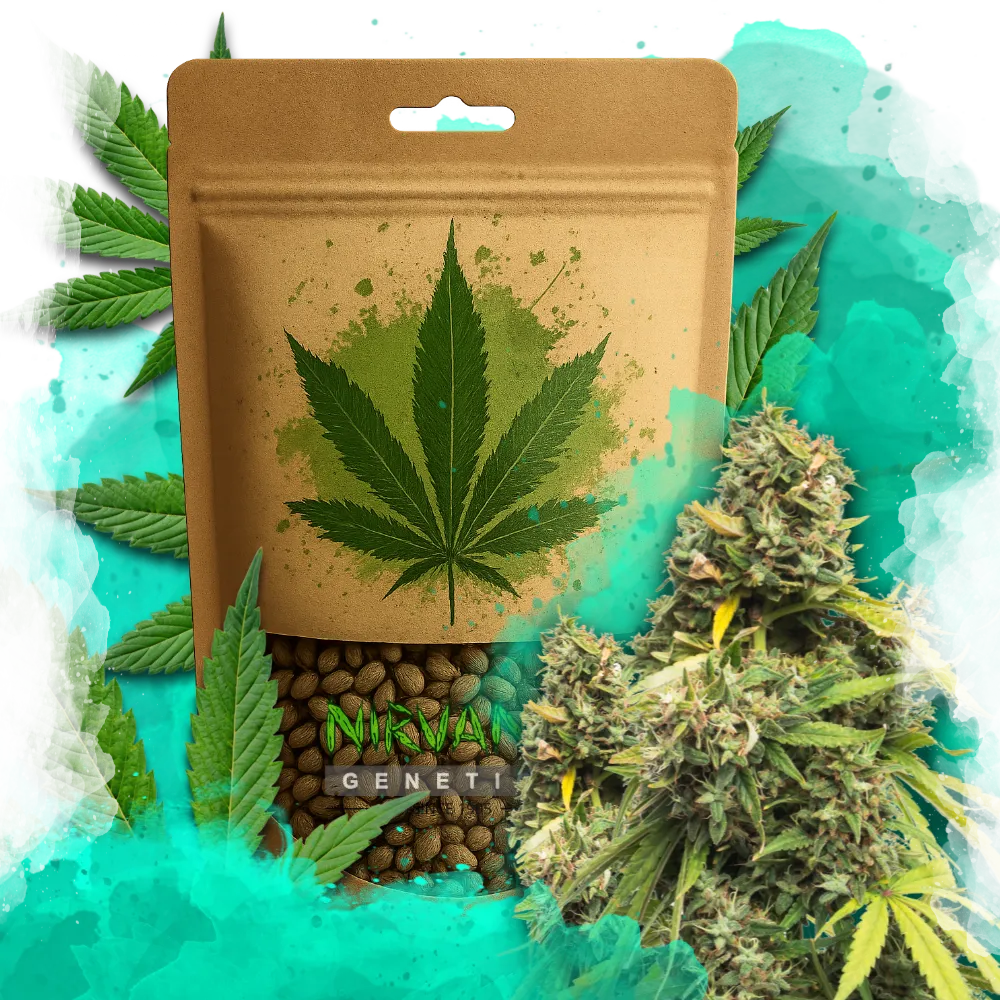 5 Alive Feminized 100 Seeds