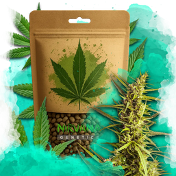 AK-48 Feminized 100 Seeds