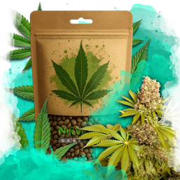 AK-48 Autoflower 100 Seeds