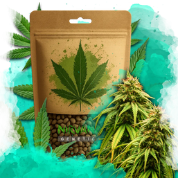 Amnesia Haze Autoflower 100 Seeds