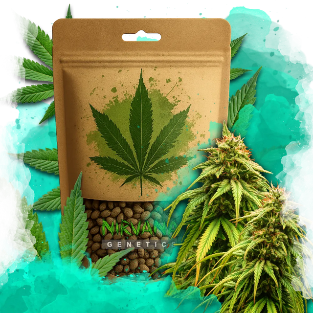 Amnesia Haze Autoflower 100 Seeds